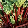 Rhubarb Mt Tamborine